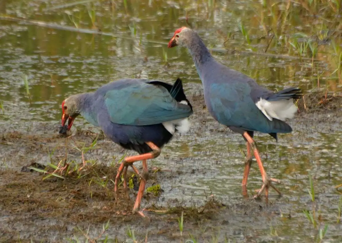 Vattakottai Fort kanyakumari